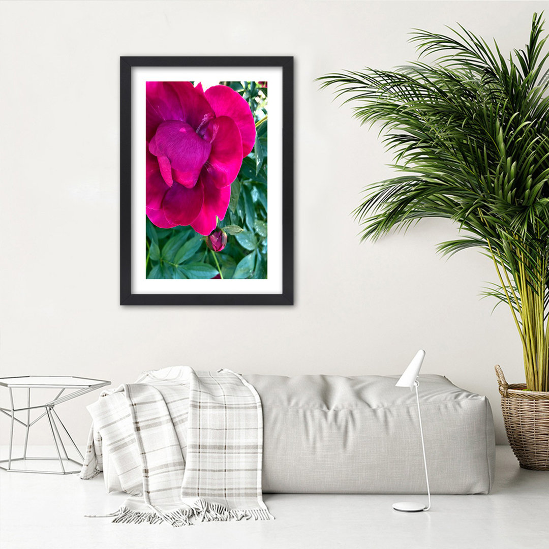 Gerahmter Grafikdruck, Pfingstrose Blume Rosa Natur