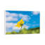 Close-Up Of Flower, Corning, New York, USA by Panoramic Images - Print on Canvas-614496176-642526269