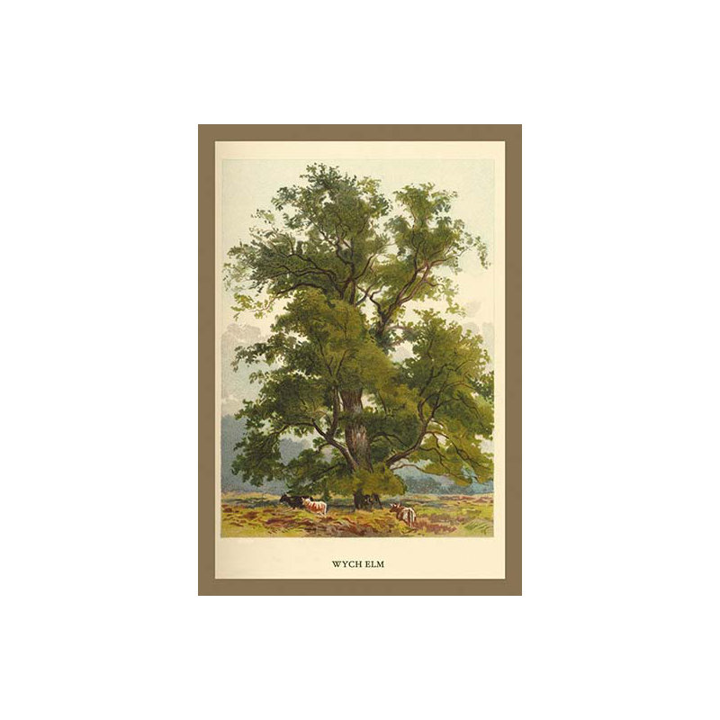 « wych pucs » par w.h.j. boot, impression sur image