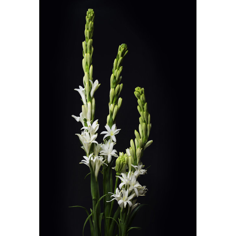 Tuberose Flower by Thu Truong - Wrapped Canvas Print, 30cm H x 20cm W