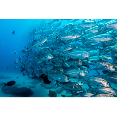 Trevally Baitball - Photographie sur toile tendue