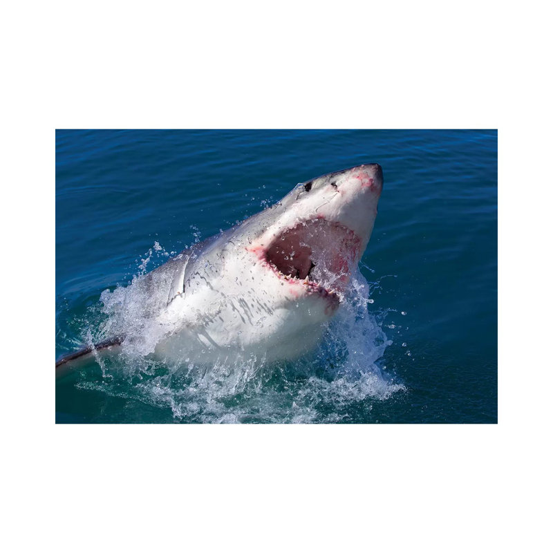 Great White Shark by Mogens Trolle - Wrapped Canvas Print, 101.6 cm H x 66.04 cm W x 1.91 cm D