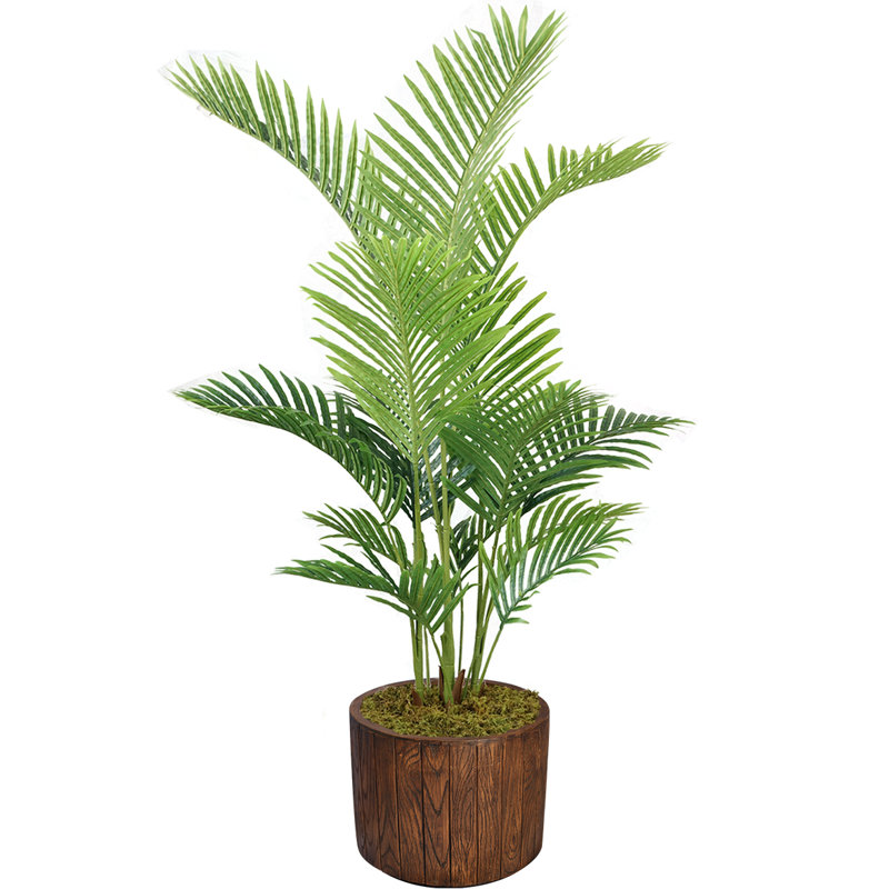 Panama en pot