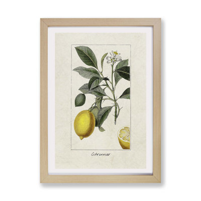 Illustration of A Lemon Tree - Wall Art