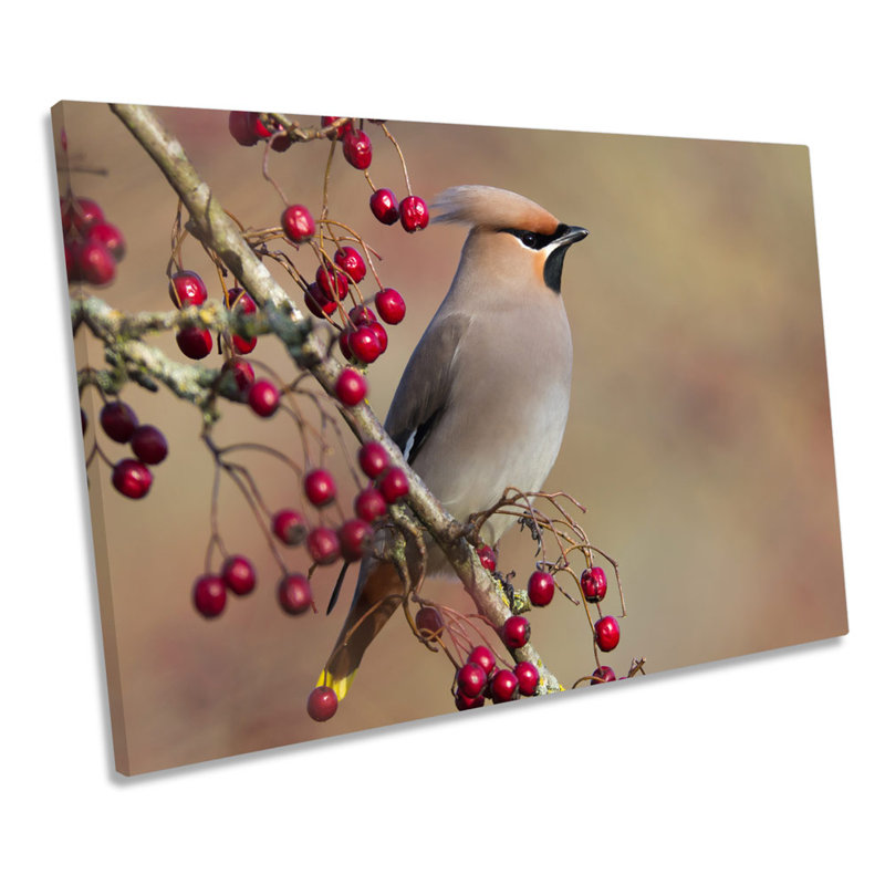 Waxwing Bird Wildlife - Wrapped Canvas Print, 91.4cm H x 137.2cm W x 4cm D