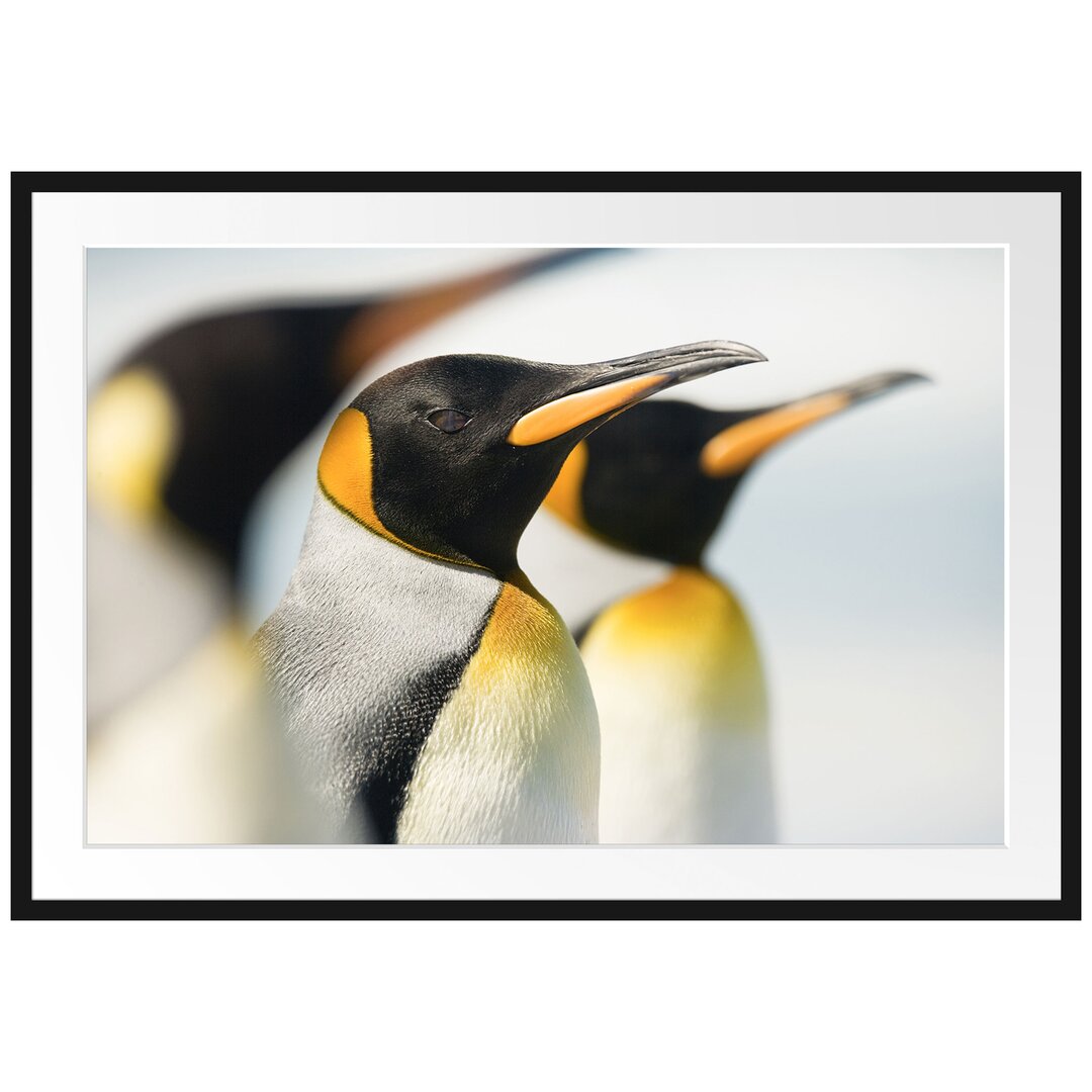 Gerahmtes Poster Pinguine