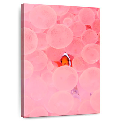 Brampt Pink Habitat Clownfish