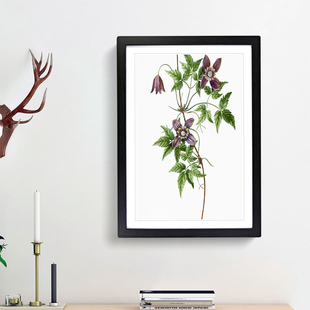 Alpine Clematis Flowers by Pierre-Joseph Redoute - Single Picture Frame Painting