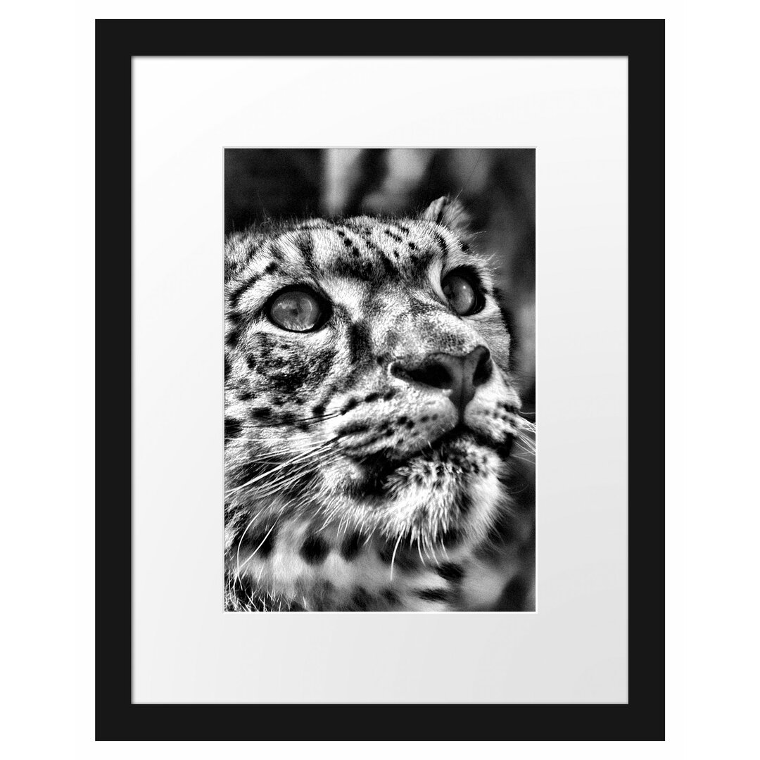 Gerahmter Fotodruck Leopard