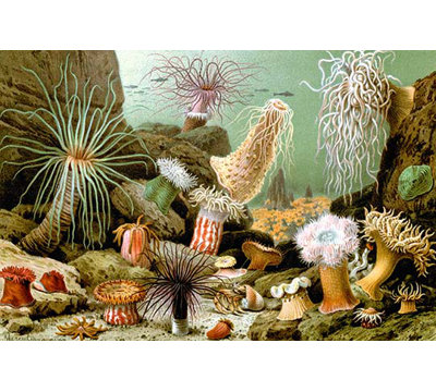 " Sea Anemones " by Giacomo Merculiano