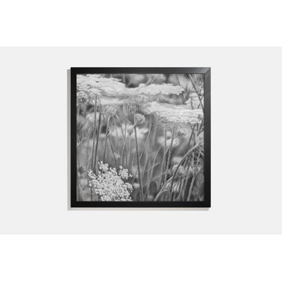 Queen Anne's Lace I Print by Mary Reilly