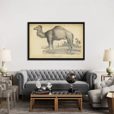 « mixte dromedary », reproduction sur toile