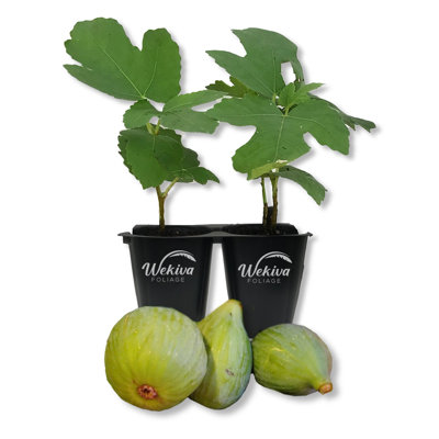 Fignomenal Fig Tree - 2 Live Starter Plants in Grower's Liners - Ficus Carica - Edible Fruit Tree for the Patio and Garden