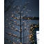 Lighted Trees & Branches