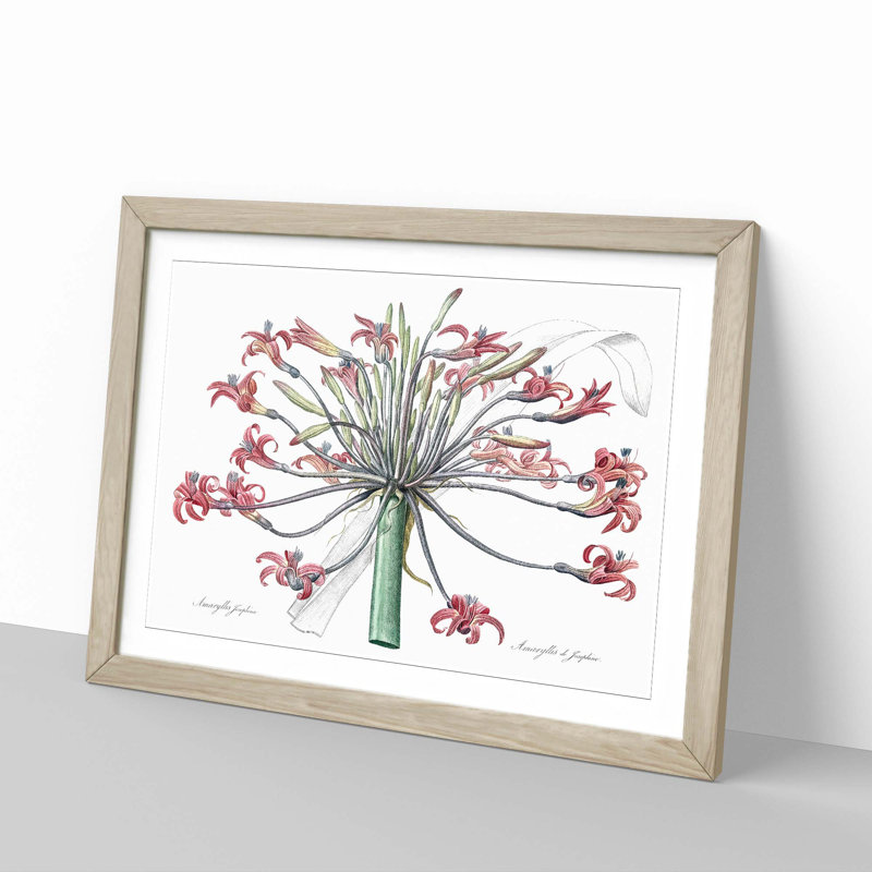Amaryllis Josephine Flowers by Pierre-Joseph Redoute - Single Picture Frame Painting, 33cm H x 45cm W x 2cm D, Oak Framed