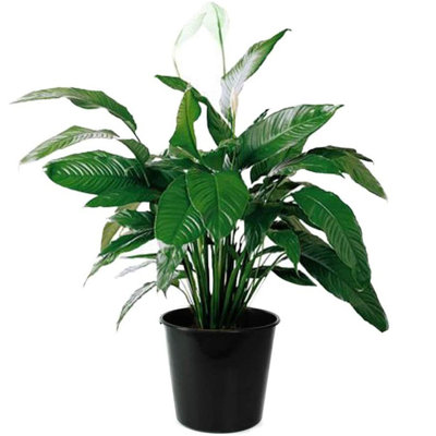 American Plant Exchange Spathiphyllum Peace Lily, Live Flowering Houseplant, Large 10-Inch Pot, Easy Care, Low-Light, Air-Purifying Plant