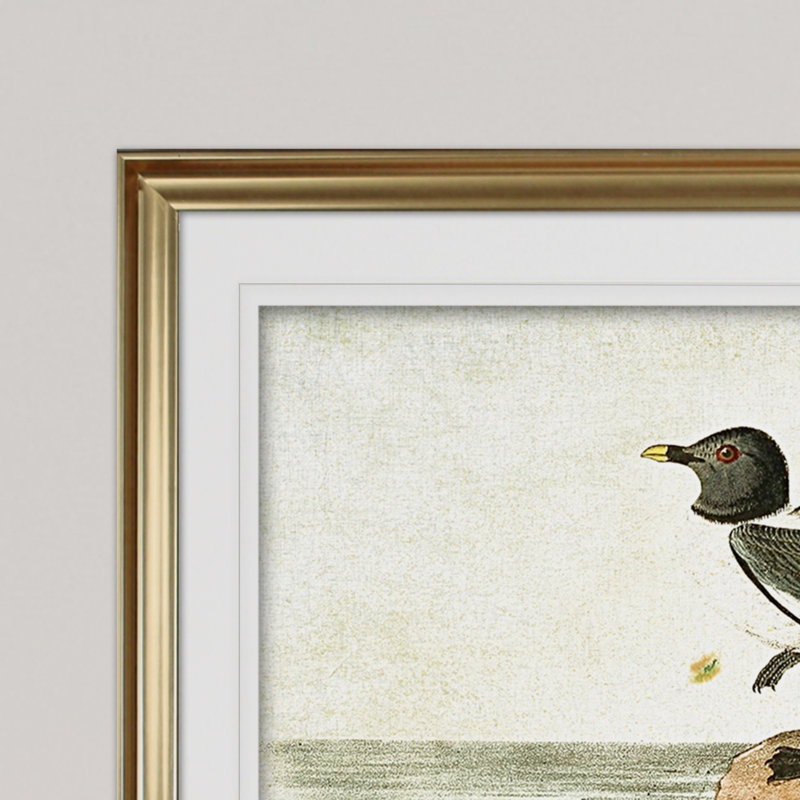 " Aviary Drawing VI ", 31" H x 43" W x 1.5" D, Gold Framed, White Mat