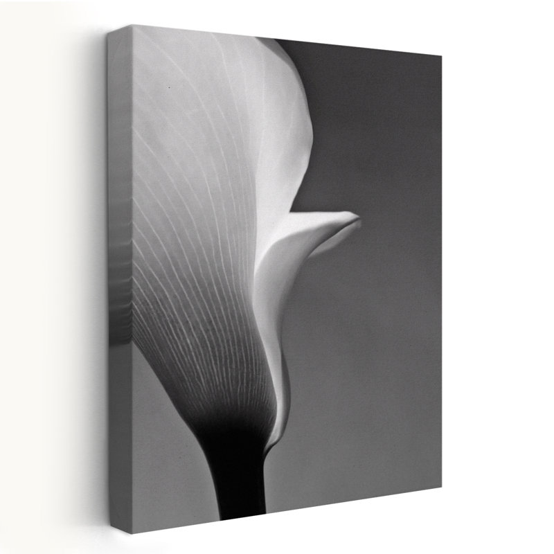 Calla n ° 5 - art floral et nature morte, H 24 po x l 16 po
