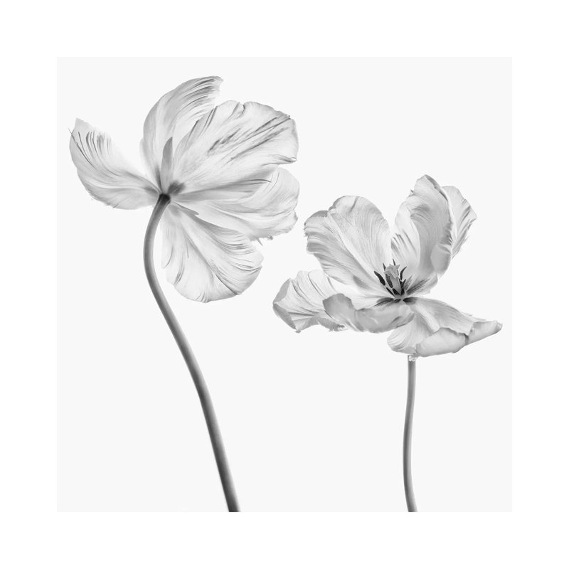 Same Tulip: Front And Backview by Lotte Grønkjær - Wrapped Canvas Print, 30.48cm H x 30.48cm W x 1.9cm D