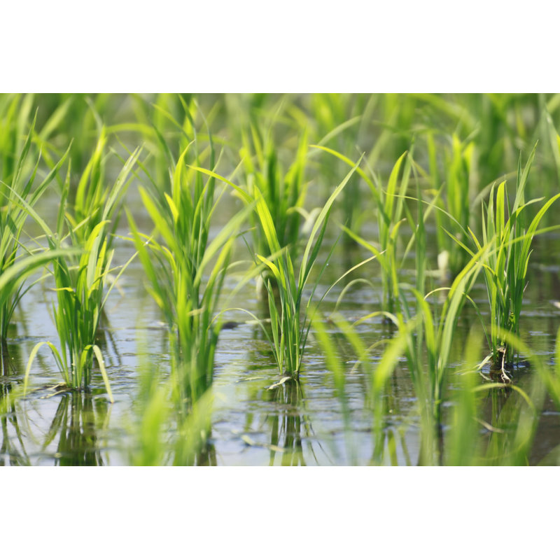 Green Field by Yankane - Wrapped Canvas Print, 30cm H x 46cm W