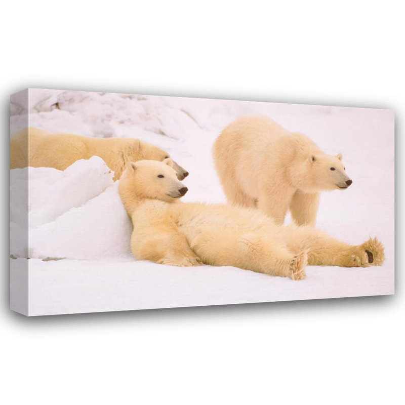 Les mauvais garçons de l'Arctique