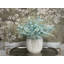 Eucalyptus Floral Arrangement
