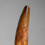 Genuine Natural Carcharodontosaurus Dinosaur Tooth (43 Grams)-220986291