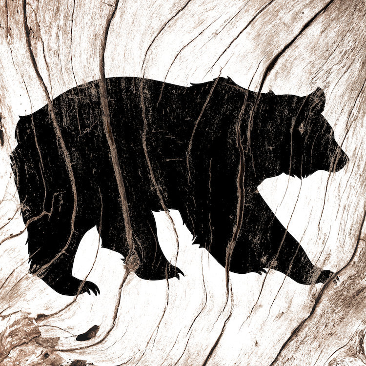 « black bear », impression sur toile tendue, H 12 po x l 12 po x P 1,5 po