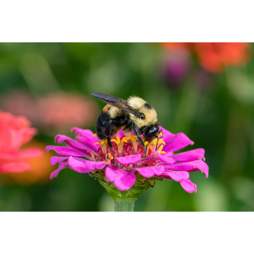 Bumble Bee - Kunstdrucke auf Segeltuch