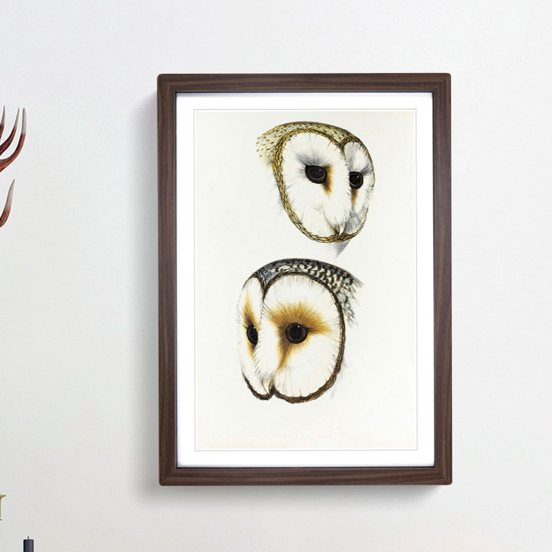 Illustration of Two Owls by John Gould - Picture Frame Painting Print, 65cm H x 48cm W x 2cm D, Walnut Framed