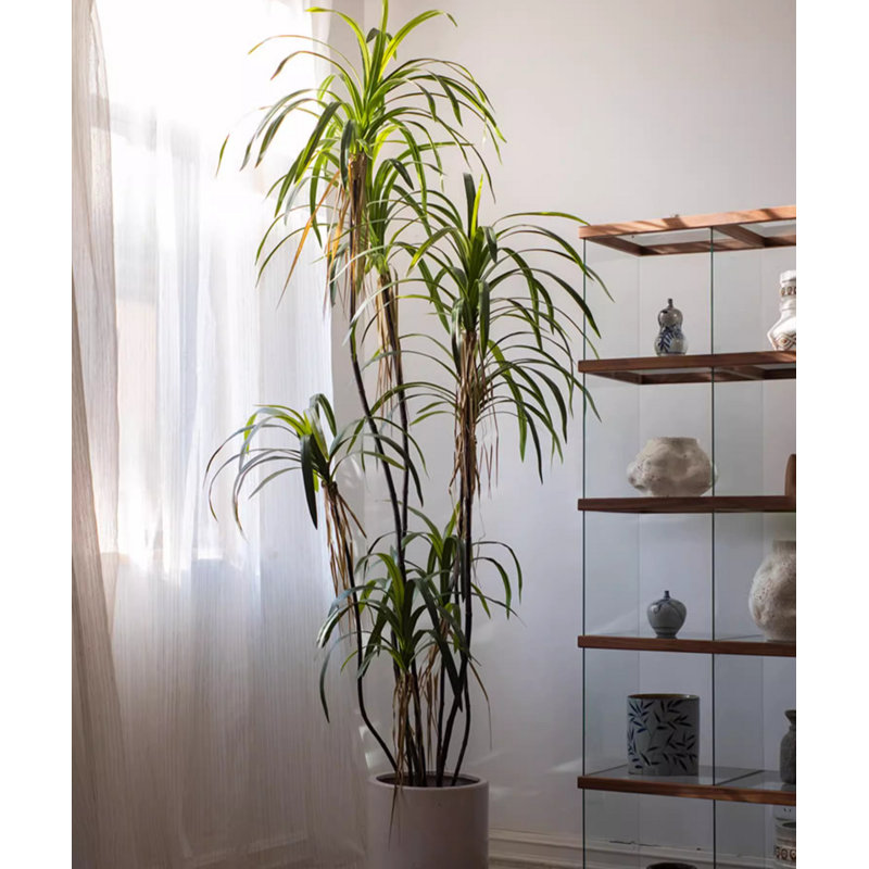 Fausse plante Dracaena, H 47,2 po x l 5,9 po x P 5,9 po
