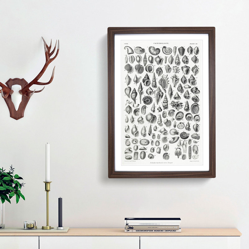 Study of Mollusc Shells XX by Oliver Goldsmith - Framed Print, Walnut Framed, 48cm H x 36cm W x 2cm D