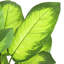 Arbre de daffenbachia artificiel en pot