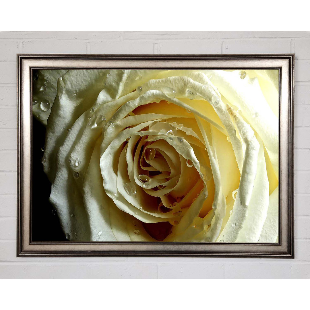 Gerahmtes Leinwandbild White Rose On Black Velvet