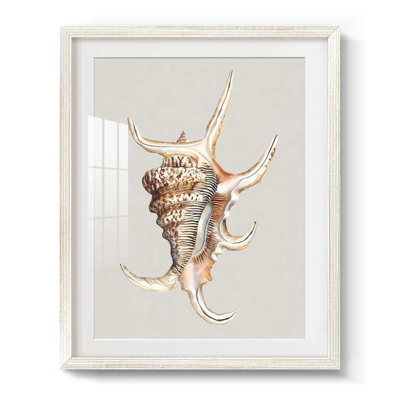 Spider Conch - impression encadrée, H 28,5 po x l 20,5 po