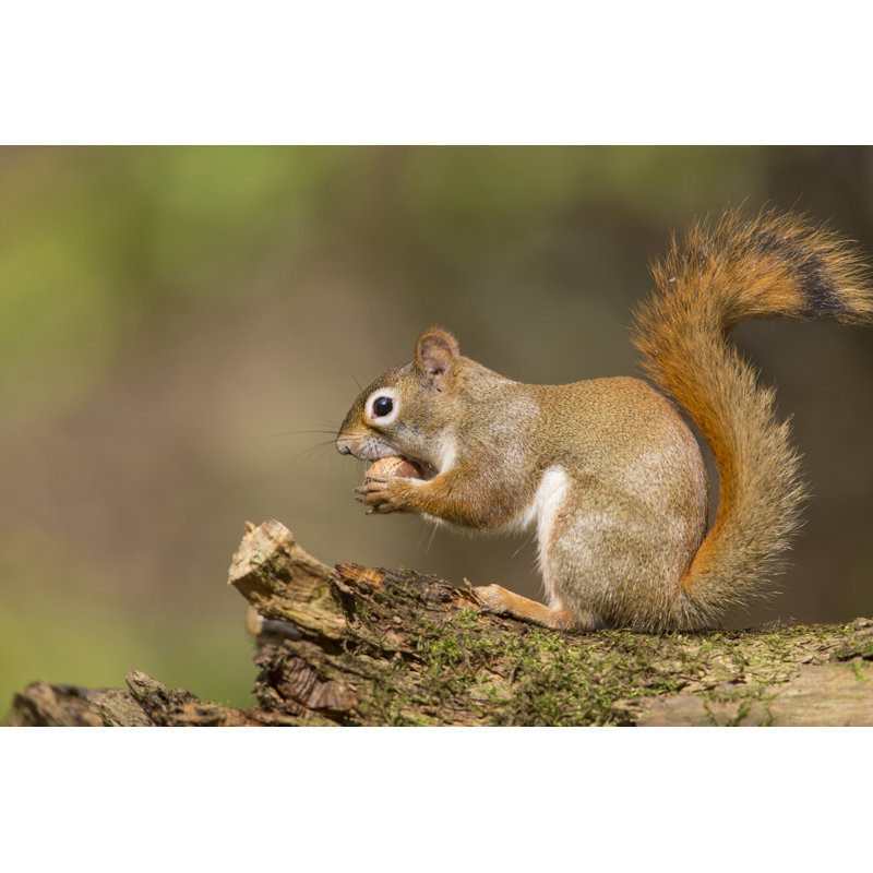 Red Squirrel In Autumn by Mirceax - Wrapped Canvas Print, 20cm H x 30cm W