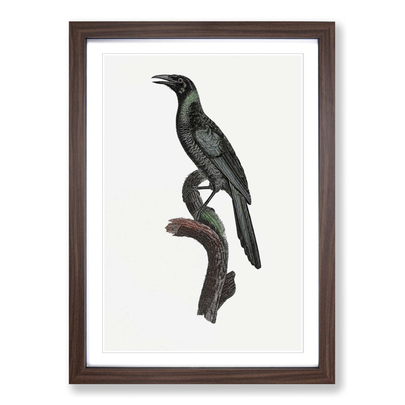 Manucode Bird of Paradise by Jacques Barraband - Picture Frame Painting Print, 36cm H x 27cm W x 2cm D, Walnut Framed