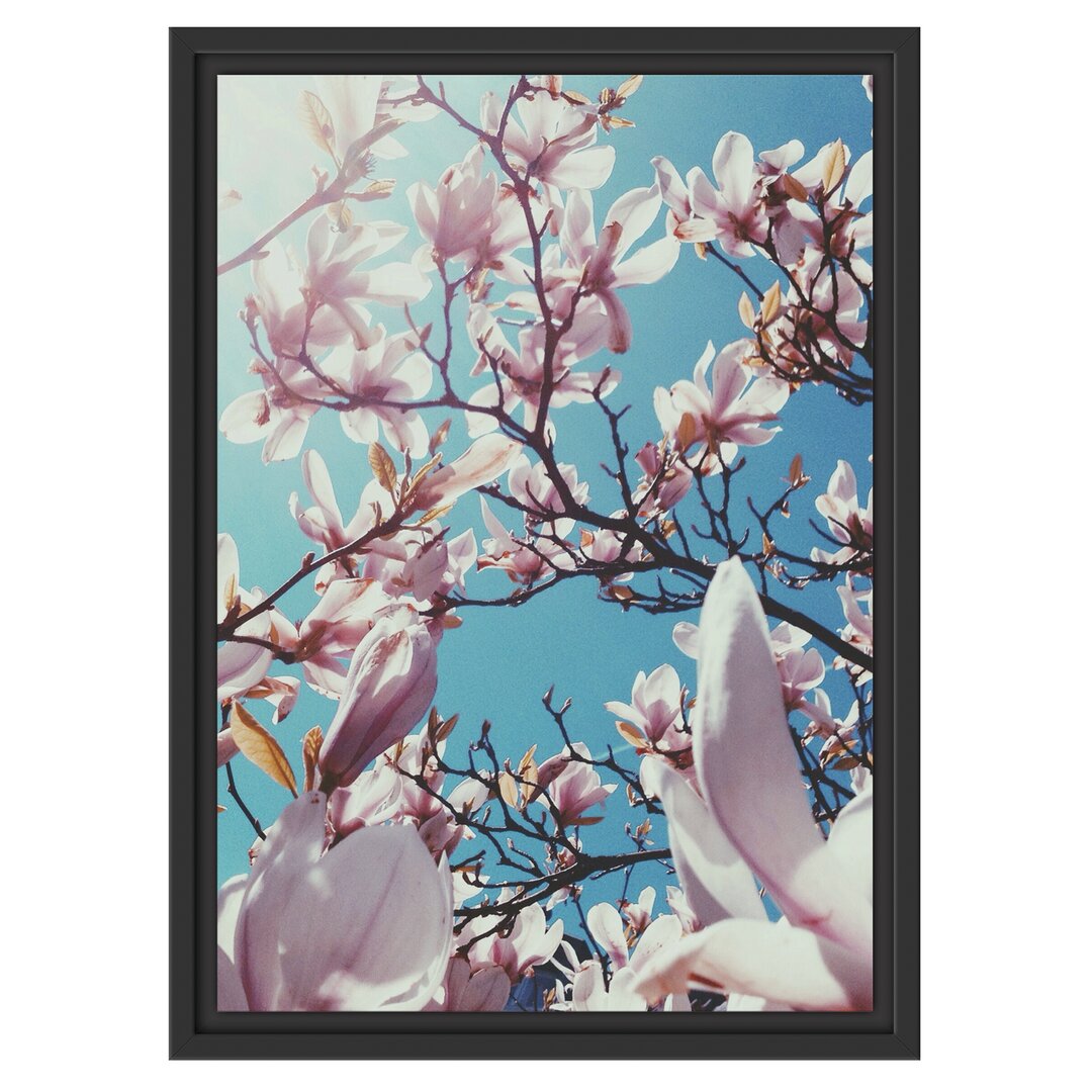 Gerahmtes Wandbild Zarte Rosa Magnolie Blüten