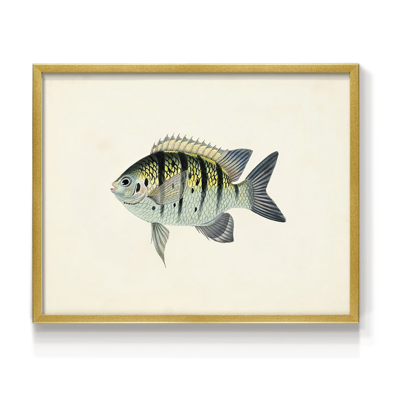 Tropical Fish Collection VI -Framed Print - Restickable