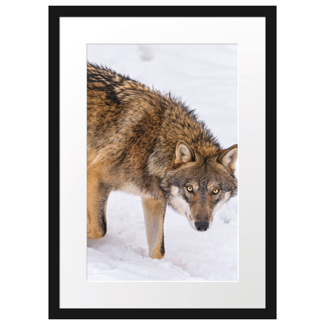 Gerahmtes Poster Seltener Wolf im Schnee