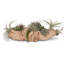 Faux Succulent Plant in Pot