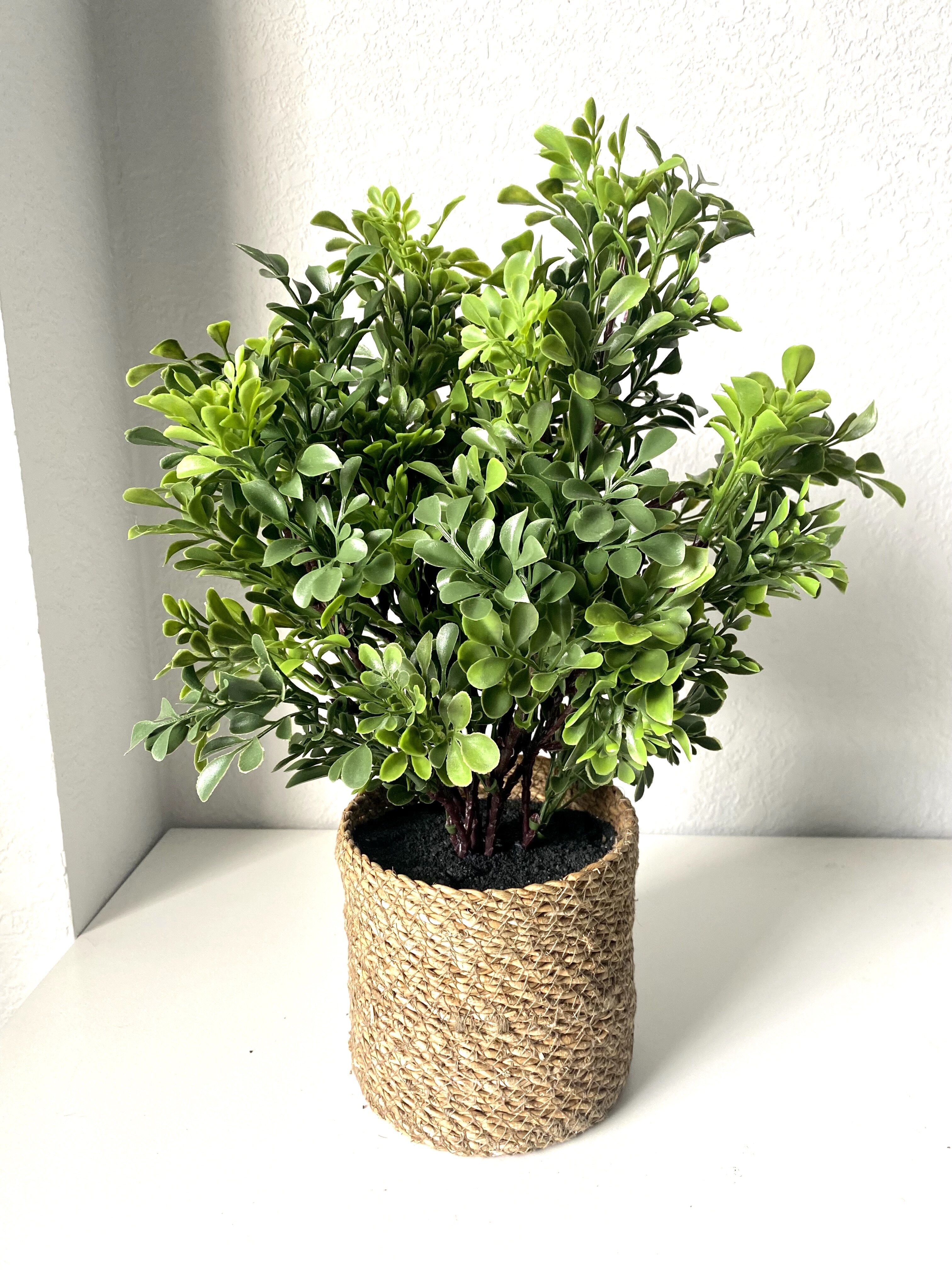 Primrue 15'' Faux Boxwood Plant in Wicker/Rattan Basket | Wayfair