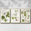 «Passion Flower Trio I», ensemble de 3 toiles encadrées-471762374-471762368