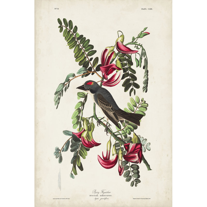 " Pl 170 Pipiry Flycatcher " by James Audubon Painting Print, 36" H x 24" W