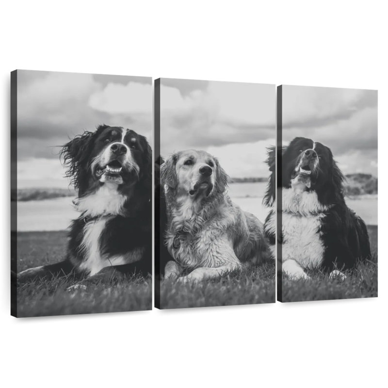 Bernese Mountain Dogs, 36" H x 57" W
