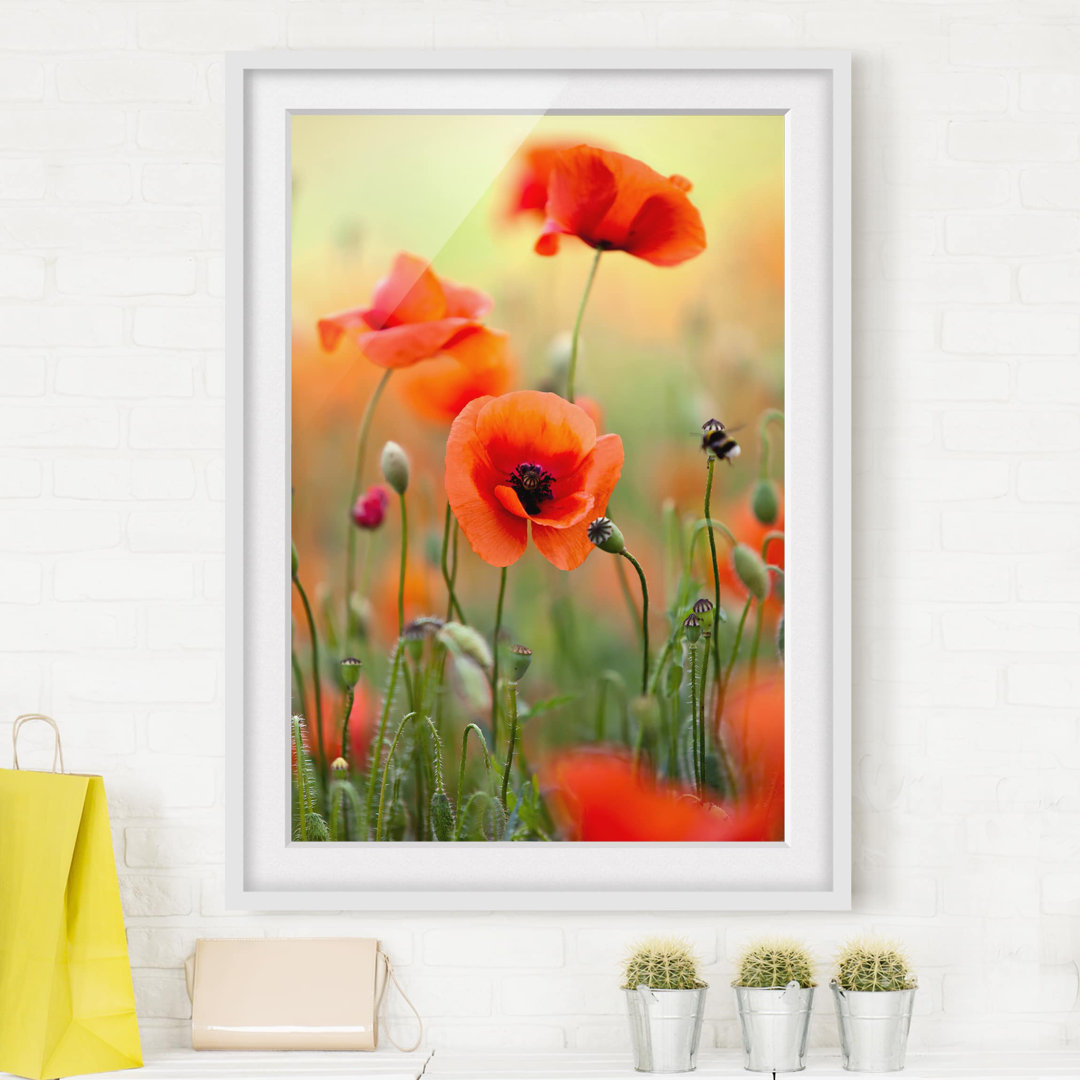 Gerahmter Fotodruck Red Summer Poppy