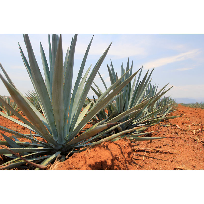 Agave par Arturo Pena Romano Medina, H 12 po x l 18 po