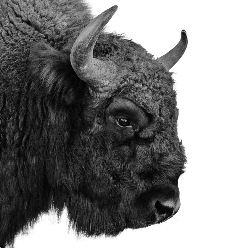 European Bison - Wrapped Canvas Print, 76cm H x 76cm W