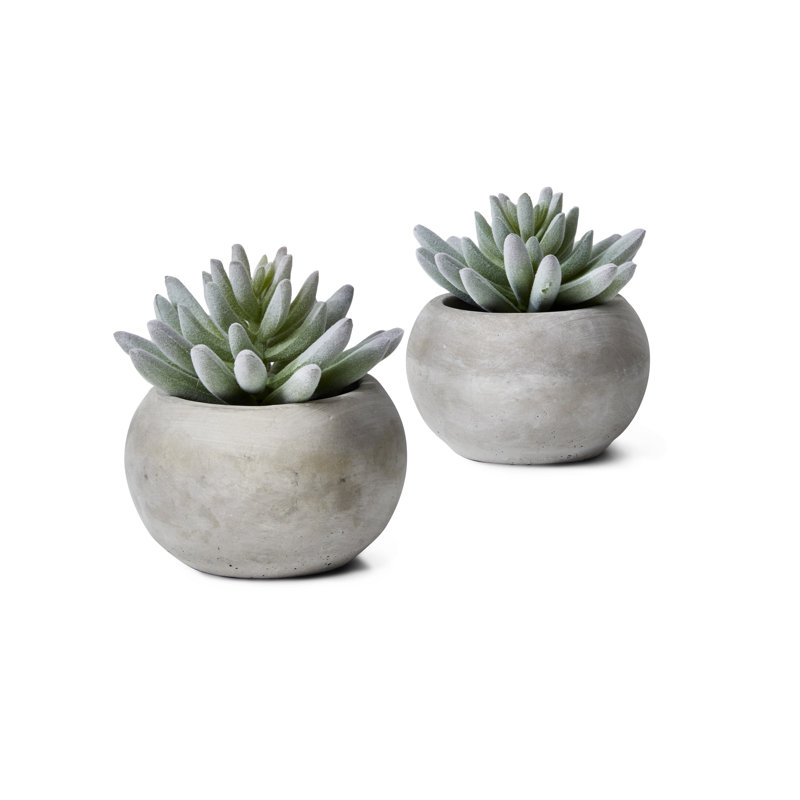 Ensemble de casseroles succulent