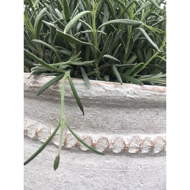 Mediterranean Fibreglass Planter, Delphi White